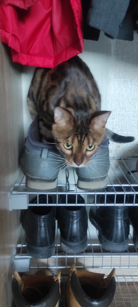 Котовторник. Картинки и буквы 08.02.22