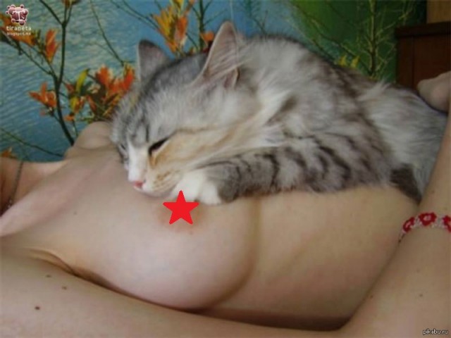 Сиськи в котовторник