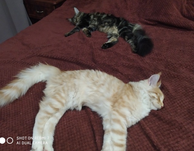 Кошка