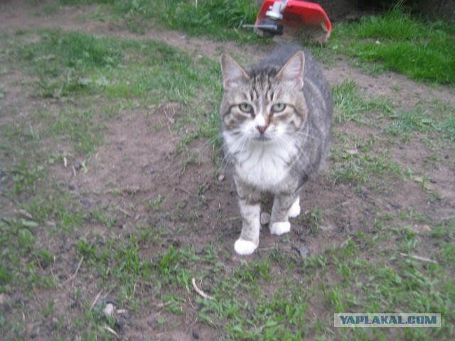 Жизнь домашнего приюта для котеек 394
