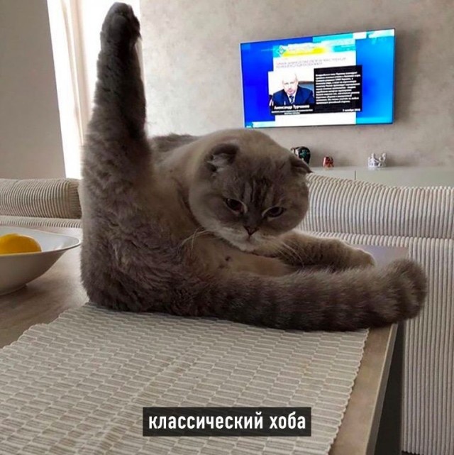 Виды хоба