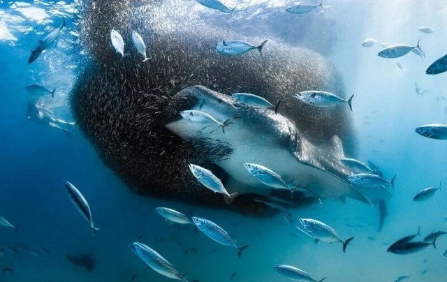 Победители фотоконкурса Ocean Photographer of the Year 2022