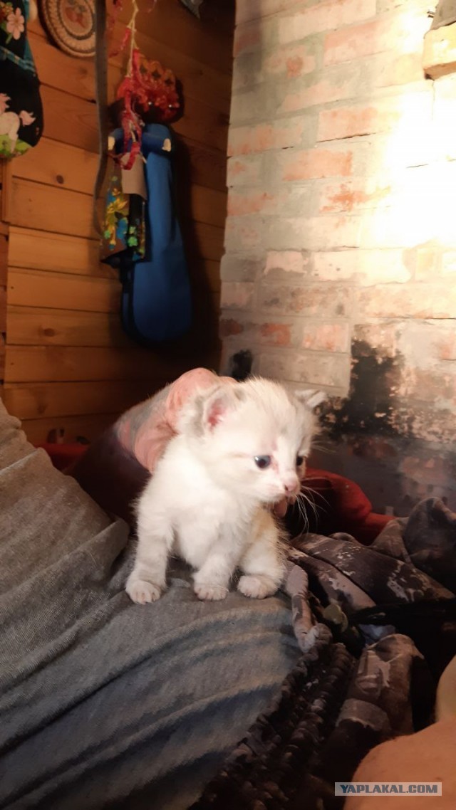 Котята