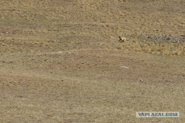 В Монголию на мотоциклах 2006