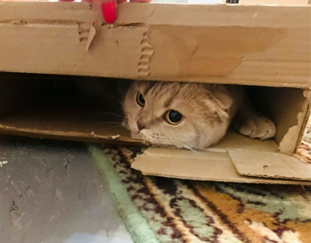 Котовторник