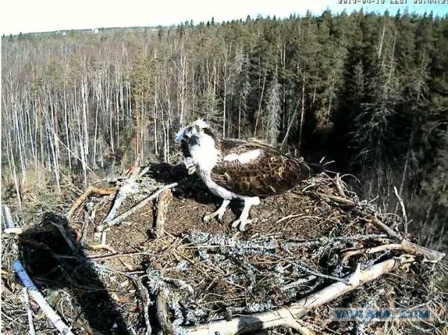 Онлайн трансляция из гнезда Kalakotkas