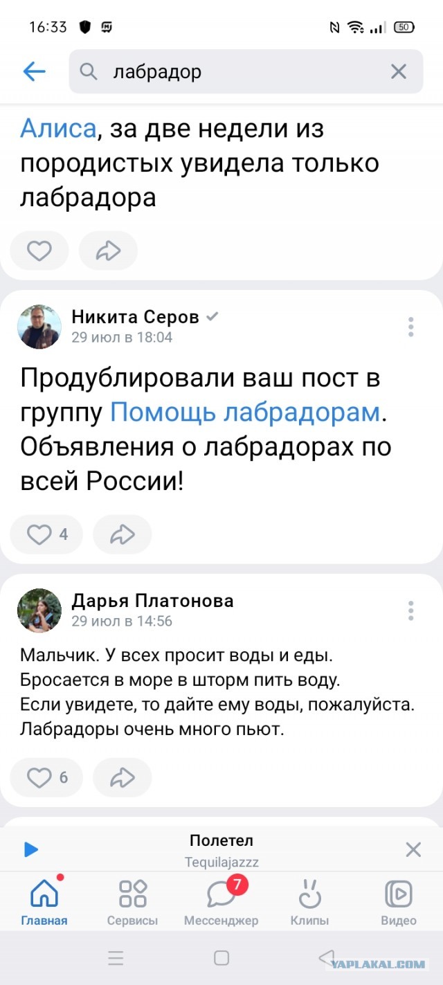 Губернатор Югры Комарова про бродячих собак:
