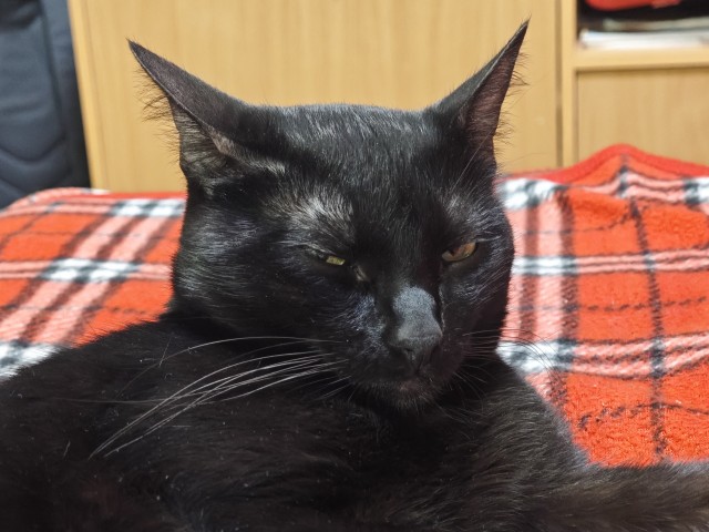 Мой котяра