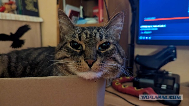 Котовторник 31.12.2024. Последний котовторник года