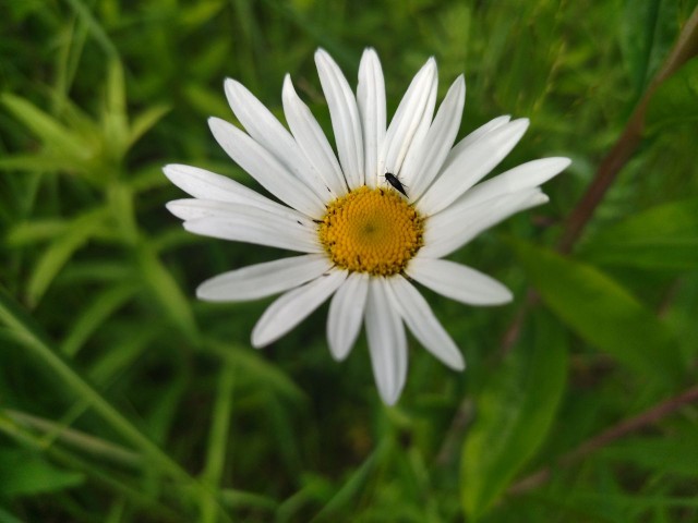 Маски-Шоу или Конкурс Короткого Креатива №31