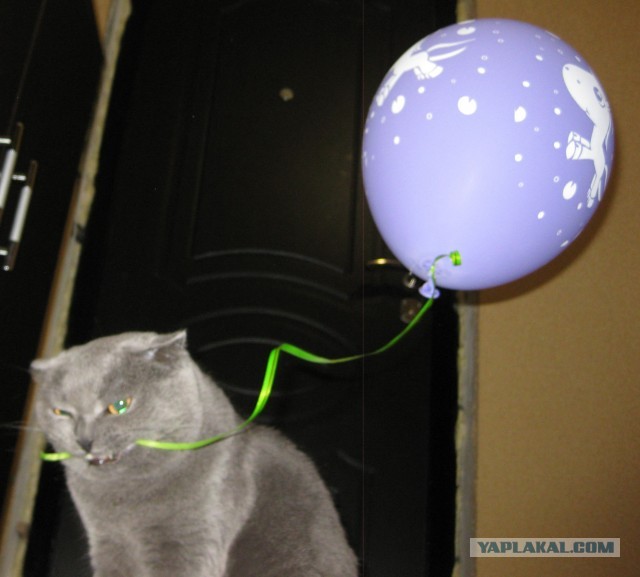 Котовторник 25.06.2013