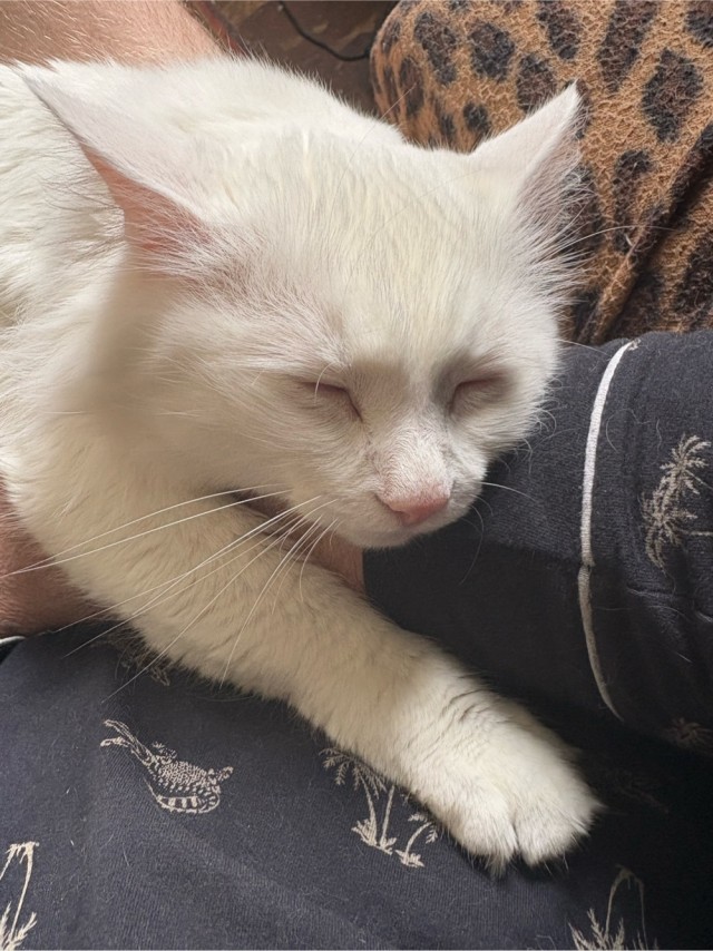 Котэ с дефицитом внимания