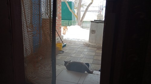 Коты прилетели"