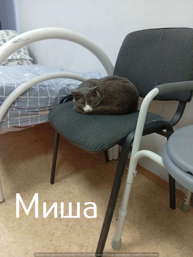 Жизнь домашнего приюта "Котоленд" 536
