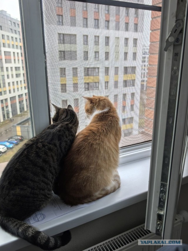 Котоуженевторник)
