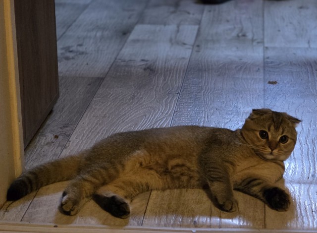 Очередной котовторник
