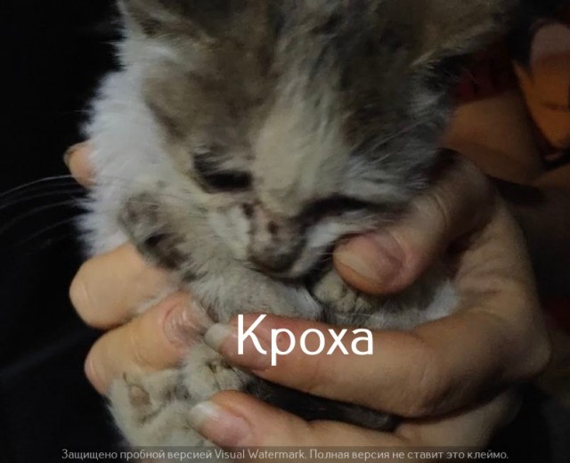 Жизнь домашнего приюта "Котоленд" 567