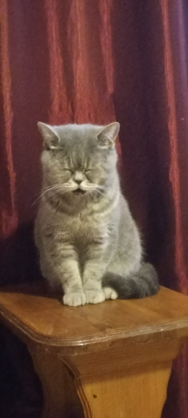 Котовторник.