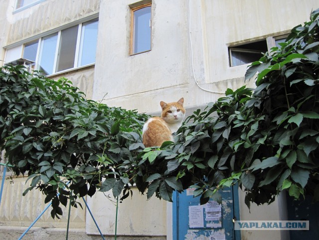Котовторник 04.03.2014