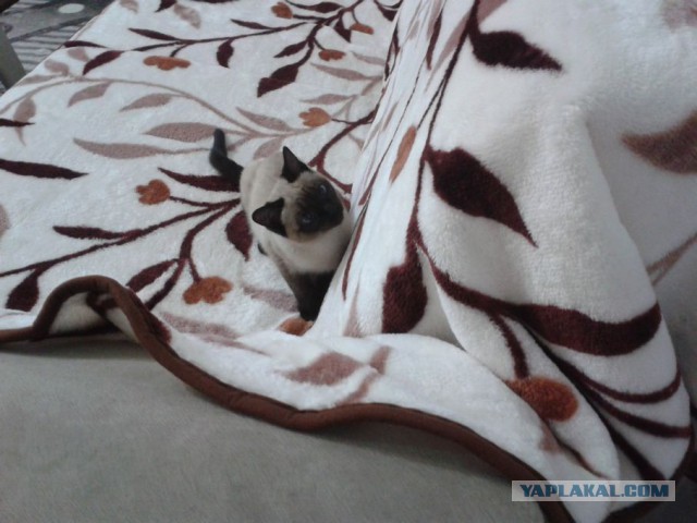 Котовторник 18.03.2014