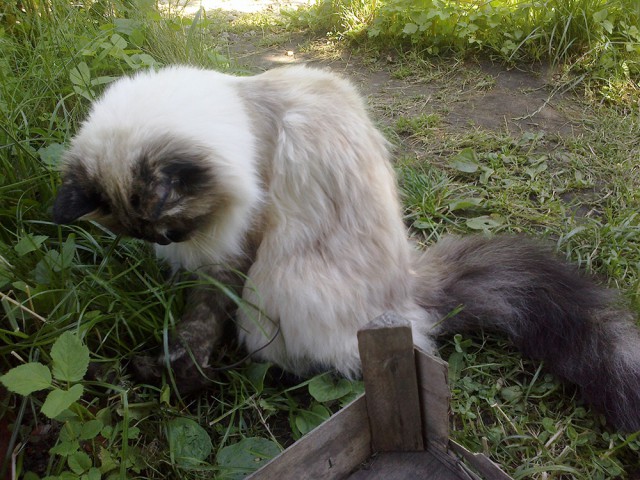 Котовторник 09.09.2014