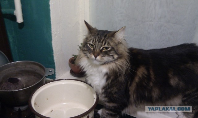 Котовторник 09.06.2015