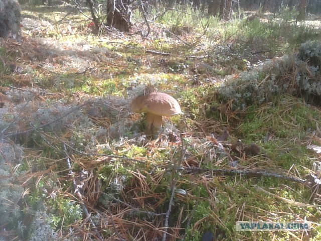 Тихая охота