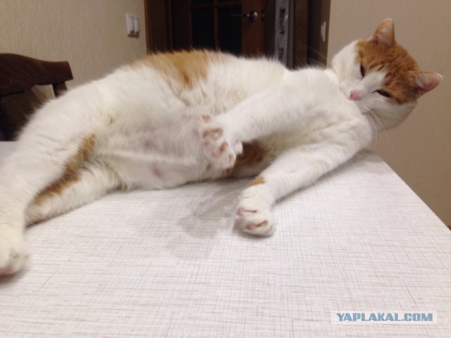 Котовторник 06.10.2015