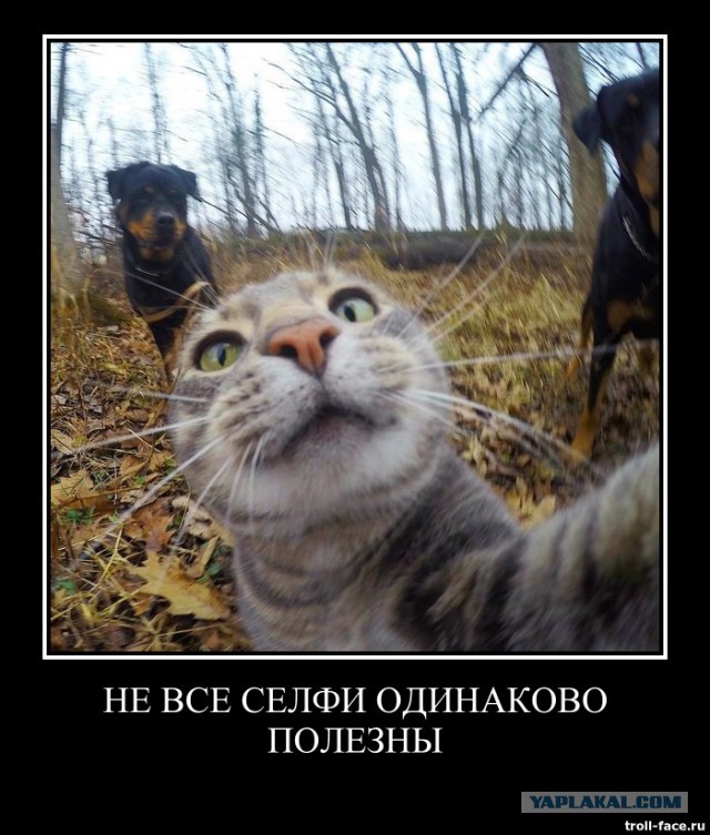 Картинки и демотиваторы