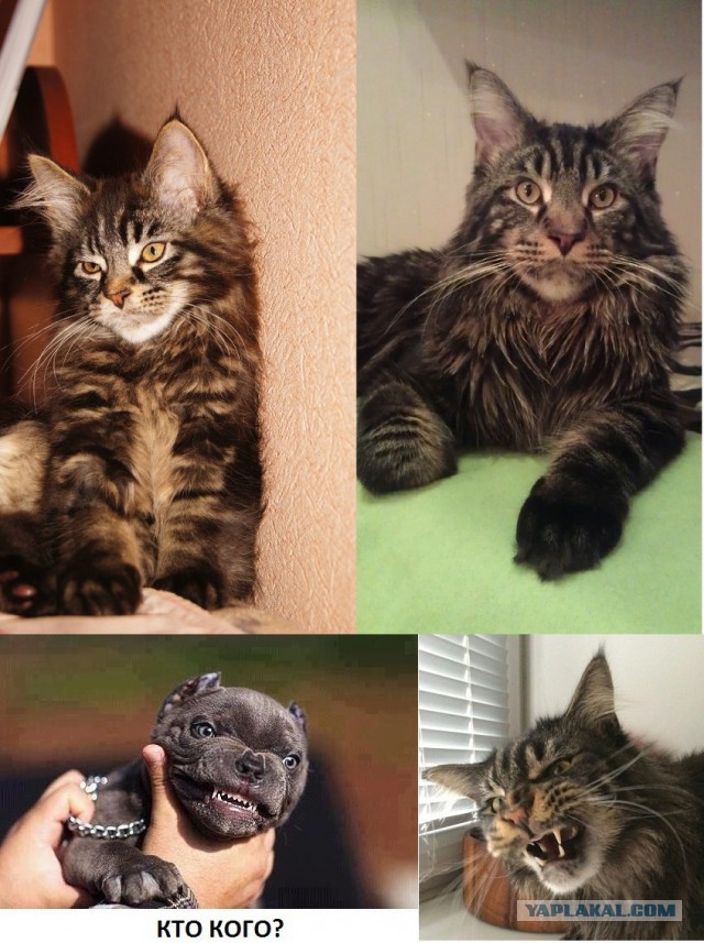 Мейн-куны  настолько  суровы...