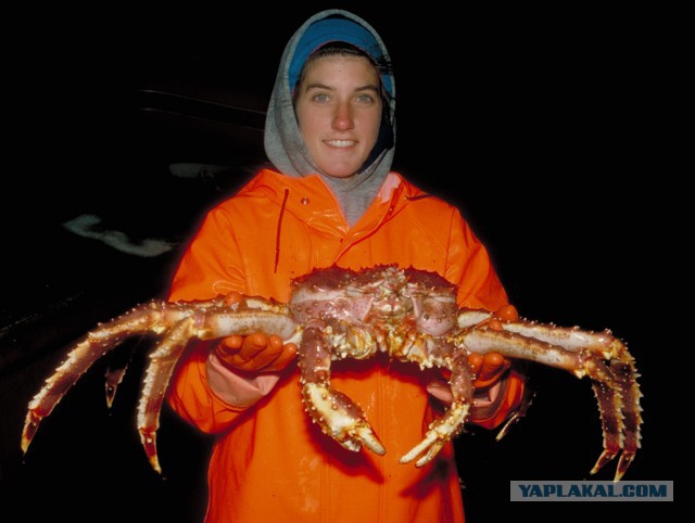 Вот это крабы в Австралии
