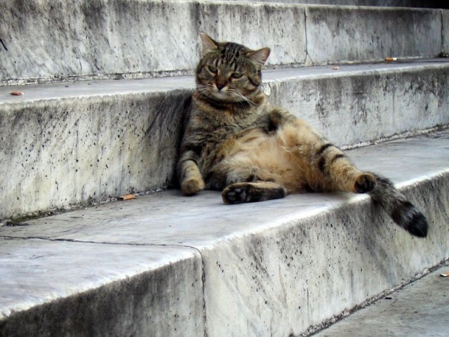 Коты, кошки, котята