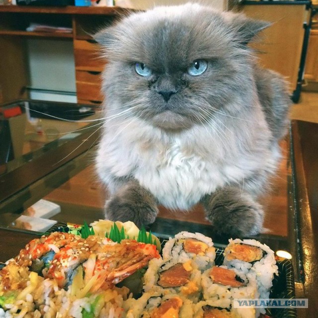 Котовторник 27.09.16