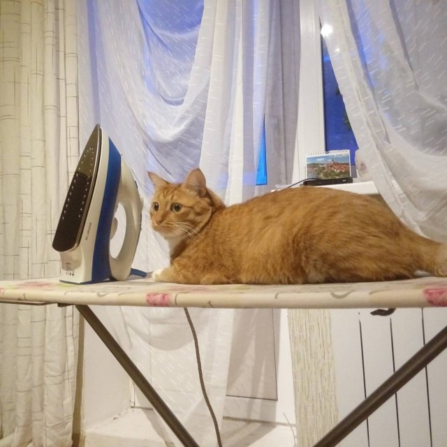 Котопёсо суббота