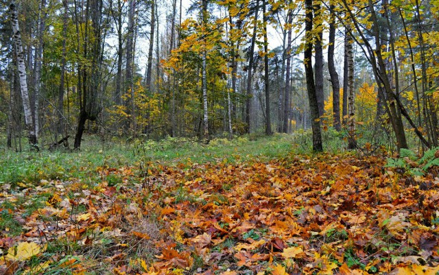 Осенний Смоленск Фото