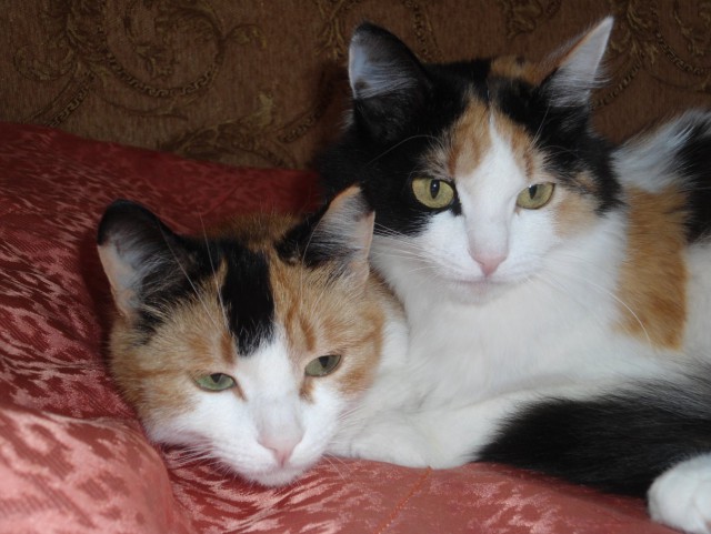 Коты и Кошки