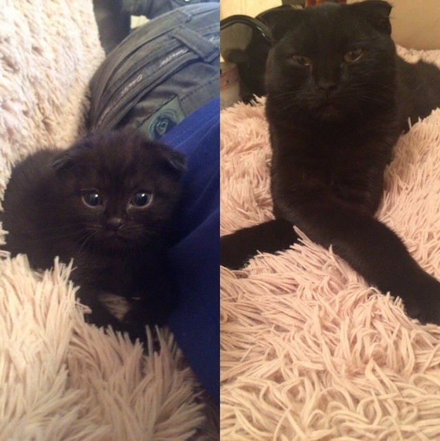 Коты и Кошки