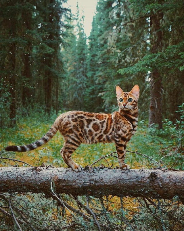 Коты и Кошки