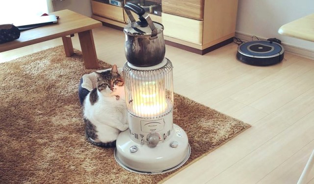 Почему сомы считаются аллигаторами российских рек