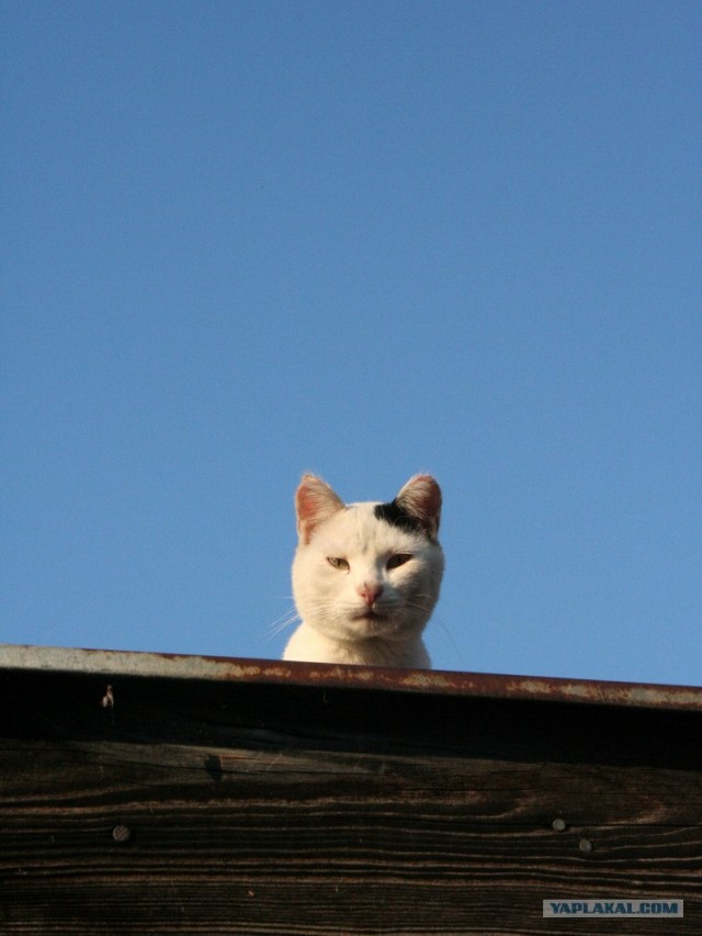 Внимание! На ЯПе КОТОВТОРНИК. 23.09.08.