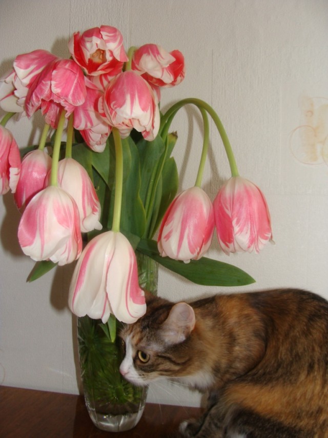 Котовторник, Весна, Цветы!