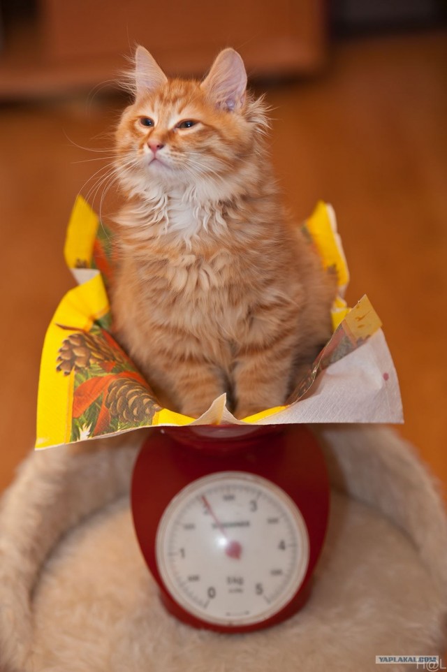 It's Catursday Fever! (Котовторник)