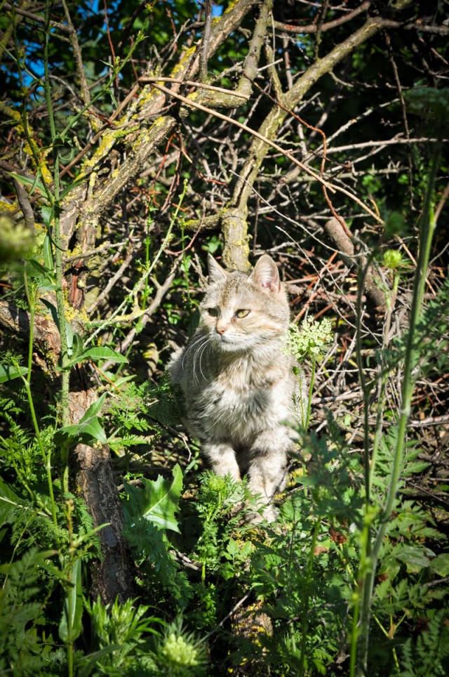 Котовторник, для любителей кошек