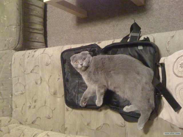 Десантный котовторник