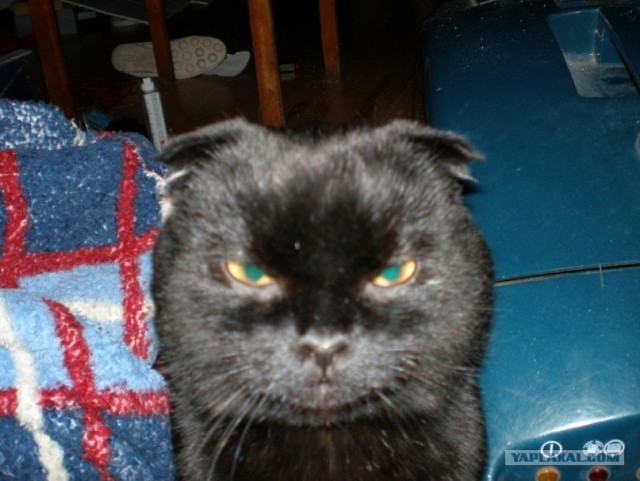 Котовторник! 08.11.11
