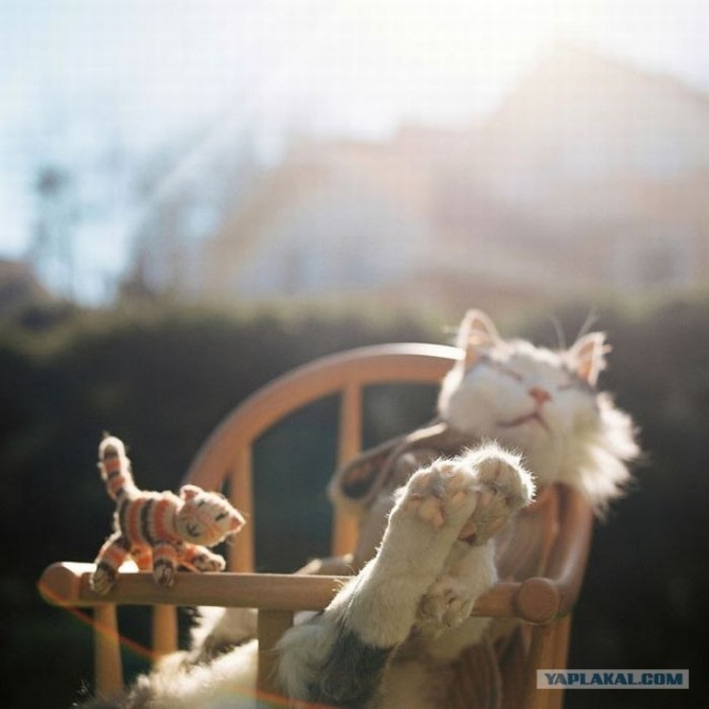 Котовторник 27.12.11