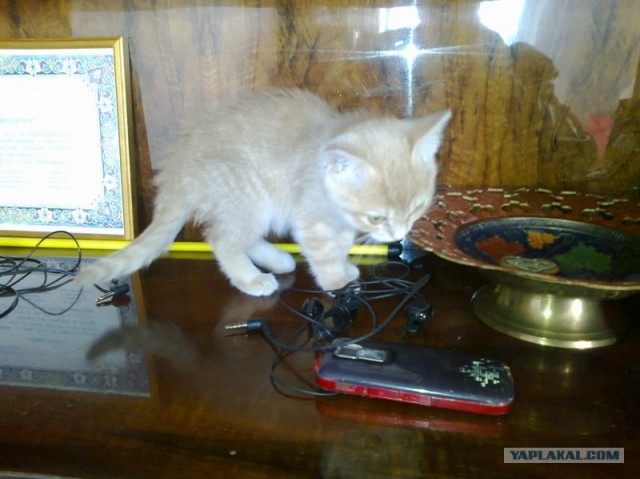 Котовторник (10.01.2012)