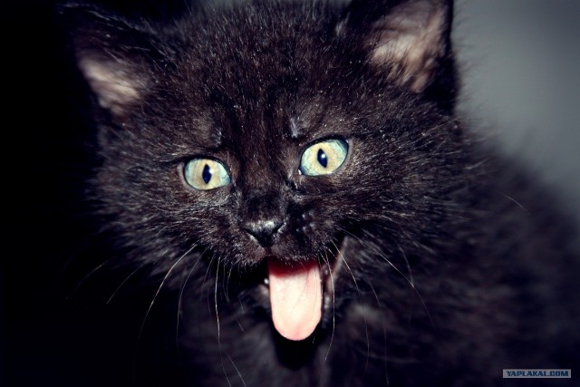 Котовторник (31.01.2012)