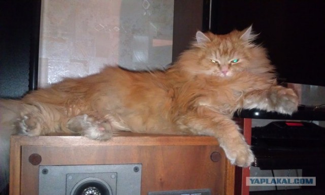 Котовторник! 13.03.2012