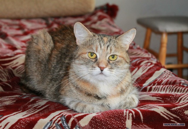Котовторник на 26.06.12